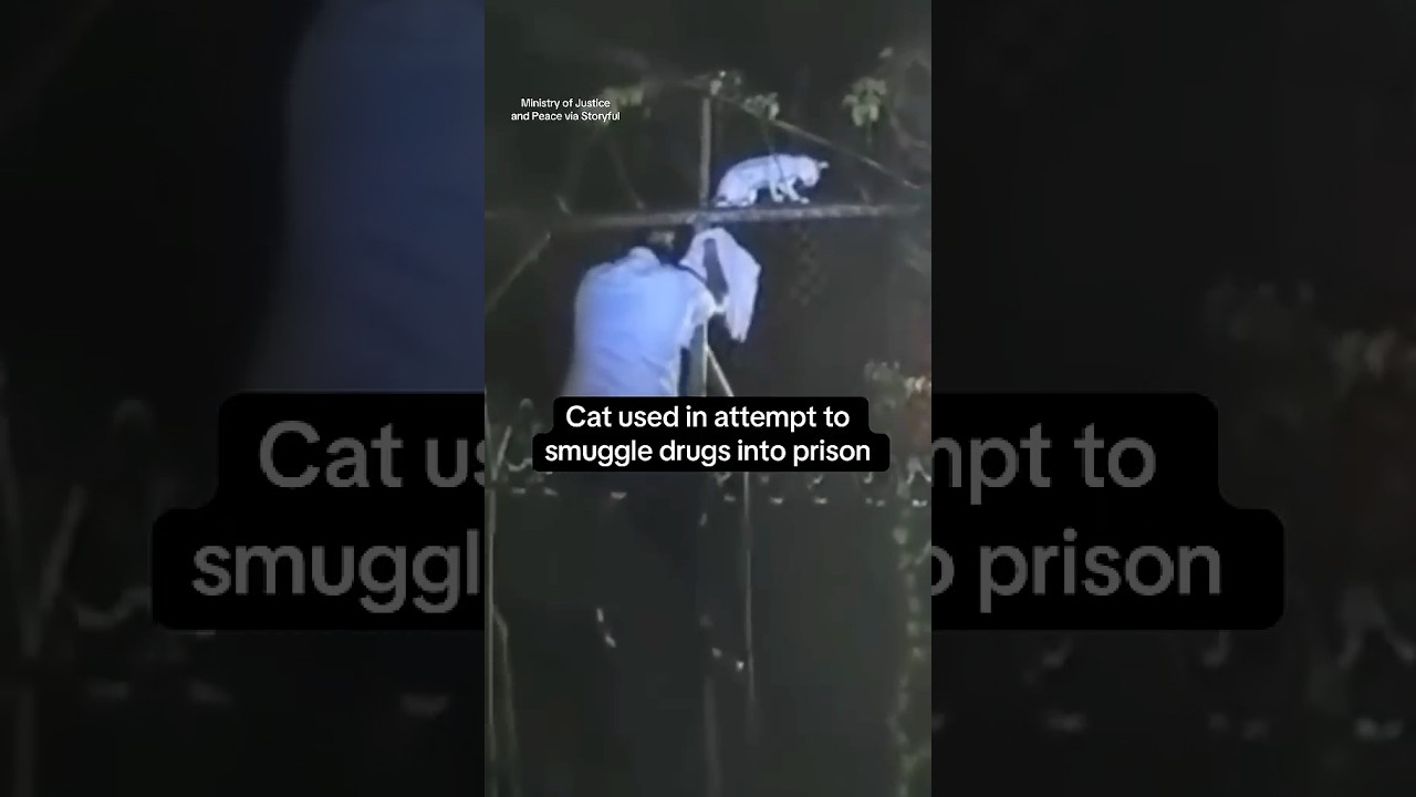 Cat used in attempt to smuggle drugs into prison #shorts