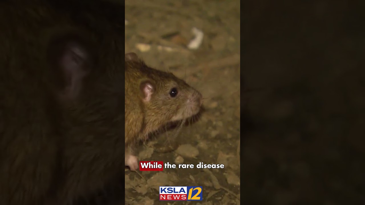 Dozens of passengers left hantavirus-stricken cruise ship after 1st fatality