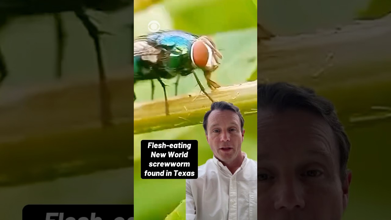 Flesh-eating New World screwworm found in Texas #shorts