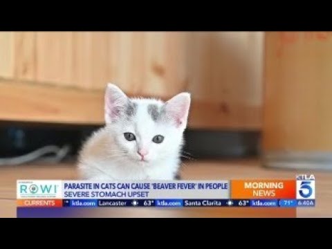 Cat Parasite & Human Health: The ‘Beaver Fever’ Risk
